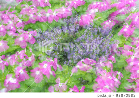 幻想のインパチエンス 幻想のインパチエンス 93870985