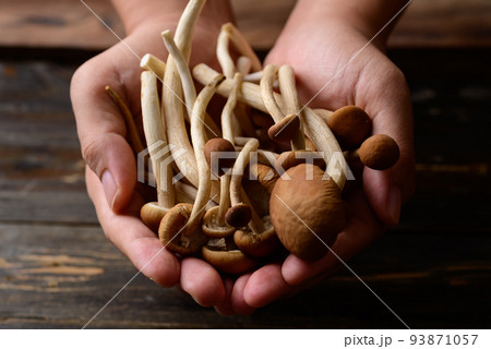 Fresh yanagi matsutake mushroom holding by hand Fresh yanagi matsutake mushroom holding by hand 93871057