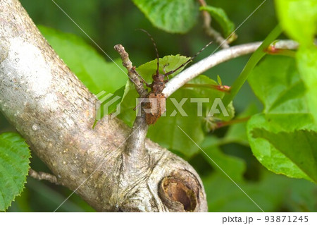 チュウブマヤサンコブヤハズカミキリ　岐阜県産 93871245
