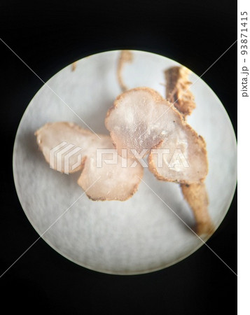 大きな根粒菌のこぶをカッターで切った様子 93871415