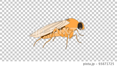 ノミバエのイラスト ノミバエのイラスト 93871725