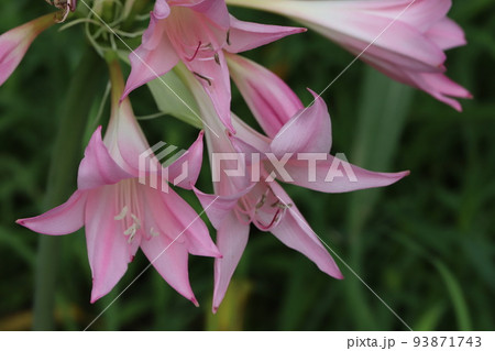 日本の夏の公園に咲くピンク色のアマクリナムの花 日本の夏の公園に咲くピンク色のアマクリナムの花 93871743