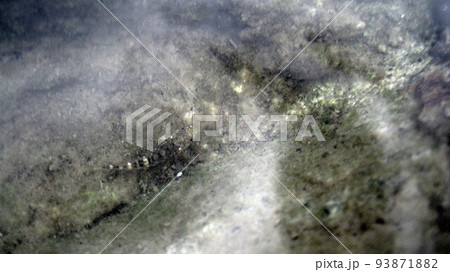 イソハゼ 93871882