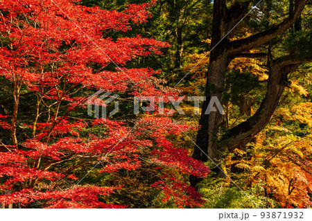 世界遺産「日光の社寺」構成資産　紅葉の輪王寺大猷院 93871932