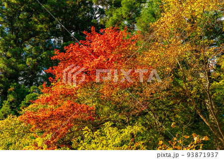 世界遺産「日光の社寺」構成資産 紅葉の輪王寺大猷院 世界遺産「日光の社寺」構成資産 紅葉の輪王寺大猷院 93871937