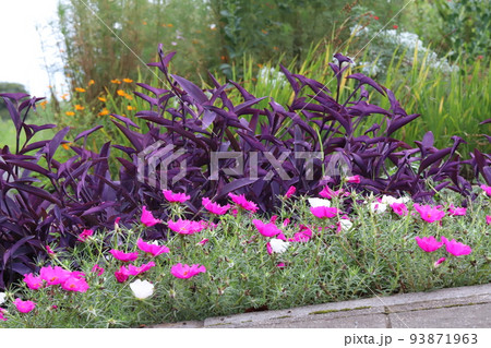 日本の夏の公園に咲くピンク色のマツバボタンの花とムラサキゴテンの紫色の葉 日本の夏の公園に咲くピンク色のマツバボタンの花とムラサキゴテンの紫色の葉 93871963