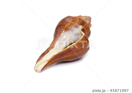 Image of pugilina cochlidium (Spiral melongena) on a white background. Red Sea Snail. Undersea Animals. Sea Shells. Image of pugilina cochlidium (Spiral melongena) on a white background. Red Sea Snail. Undersea Animals. Sea Shells. 93871997