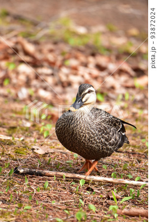 地面に立つ一羽のカルガモ 93872024