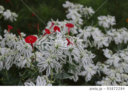 日本の夏の公園に咲くハツユキソウと赤いハゴロモルコウソウの花 93872284