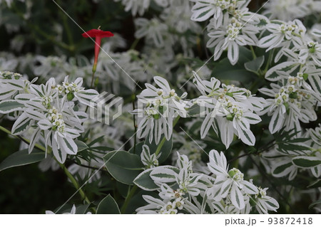 日本の夏の公園に咲く白い小さな花と白い縁取りの葉を持つハツユキソウの花 日本の夏の公園に咲く白い小さな花と白い縁取りの葉を持つハツユキソウの花 93872418