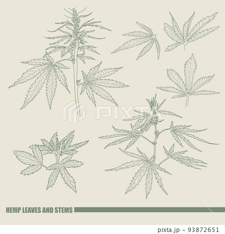 Hand drawn sketch of cannabis, marijuana hemp plant contour in vintage style 93872651