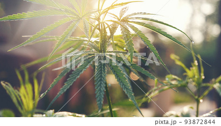 Green Marijuana tree cannabis plant narcotic herbal in greenhouse. Hemp leaf made cannabis crude oil medicine farm on sun light. CBC, THC herb agriculture Weed leaf Drug, medicine healthcare concept 93872844