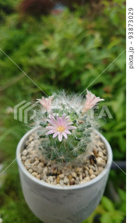 サボテンの花の写真素材