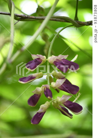 ムクナ豆の花 93873808