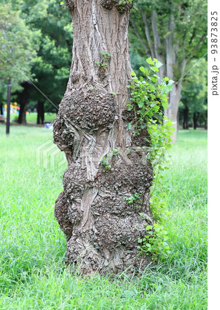 ポプラの幹 93873825