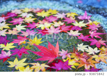 赤い葉、黄金の葉。手水鉢に浮かぶモミジの紅葉。 93873842
