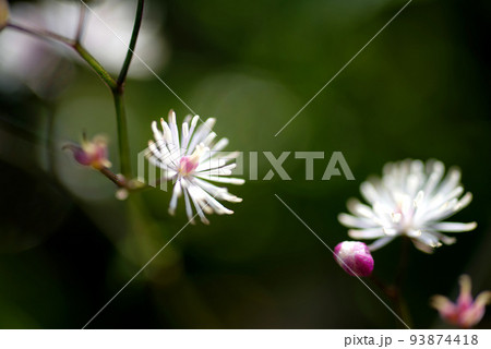 シギンカラマツ シギンカラマツ 93874418