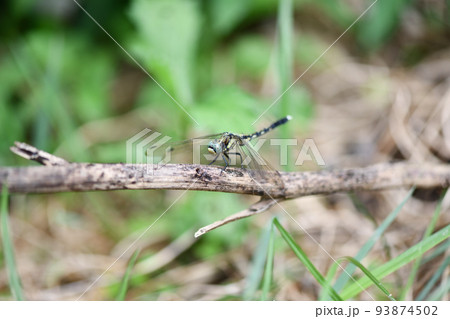 シオカラトンボ(塩辛蜻蛉)の♀ シオカラトンボ(塩辛蜻蛉)の♀ 93874502