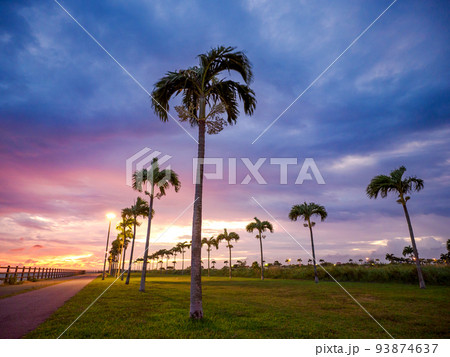 ヤシの木ロード ヤシの木ロード 93874637