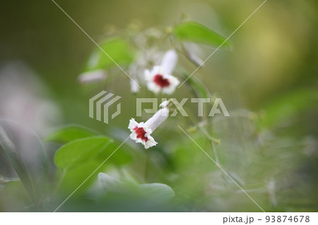 可憐な花【ヤイトバナ】 93874678