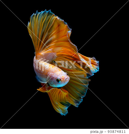 Betta fish  red hellboy in the aquarium black blac 93874811