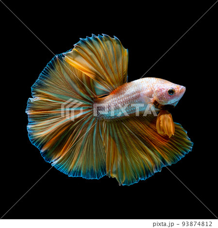Betta fish red hellboy in the aquarium black blac Betta fish red hellboy in the aquarium black blac 93874812