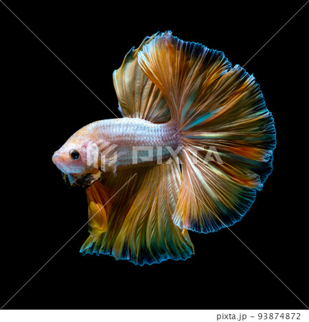 Betta fish red hellboy in the aquarium black blac Betta fish red hellboy in the aquarium black blac 93874872