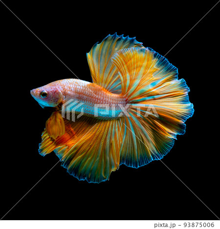Betta fish  red hellboy in the aquarium black blac 93875006