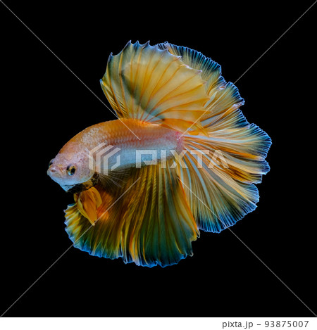 Betta fish red hellboy in the aquarium black blac Betta fish red hellboy in the aquarium black blac 93875007