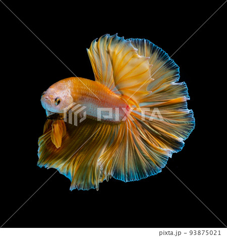 Betta fish red hellboy in the aquarium black blac Betta fish red hellboy in the aquarium black blac 93875021