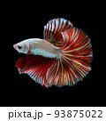 Betta fish  red hellboy in the aquarium black blac 93875022