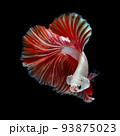 Betta fish  red hellboy in the aquarium black blac 93875023