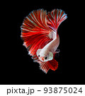 Betta fish  red hellboy in the aquarium black blac 93875024
