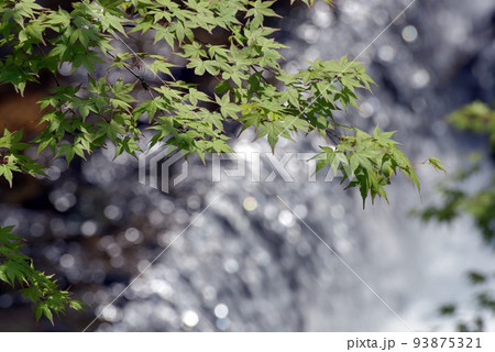 貴船神社 貴船川 京都市左京区 貴船神社 貴船川 京都市左京区 93875321