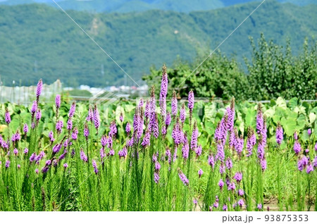 リアトリスの紫色の花穂 リアトリスの紫色の花穂 93875353