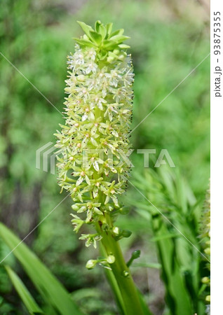 白い花咲くパイナップルリリー 白い花咲くパイナップルリリー 93875355
