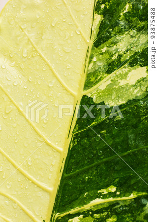 soft focus Green and white leaves, raindrops soft focus Green and white leaves, raindrops 93875488