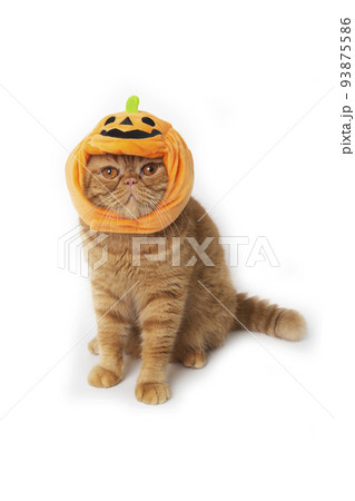 Scottish fold cat wearing pumpkin hat for Halloween celebration. Scottish fold cat wearing pumpkin hat for Halloween celebration. 93875586