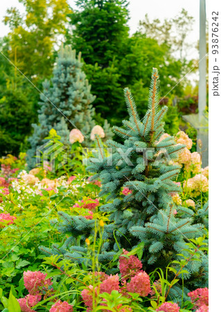 Coniferous tree in summer. 93876242