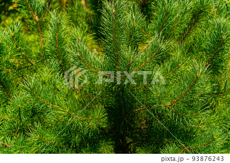 Coniferous tree in summer. 93876243