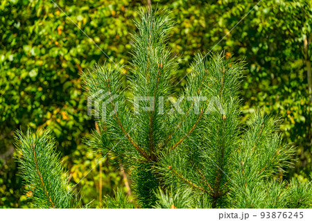 Coniferous tree in summer. 93876245