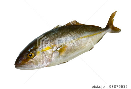 カンパチの魚体切り抜き、白背景。 93876655