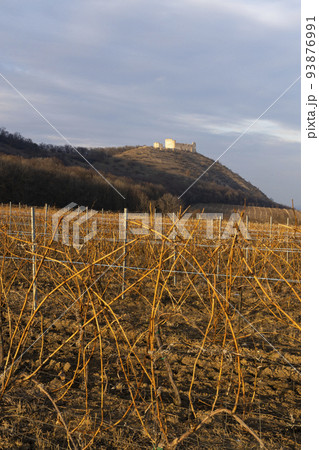 ruins of Devicky Castle with vineyards, Czech Republic ruins of Devicky Castle with vineyards, Czech Republic 93876991