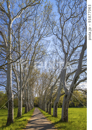 Plane alley in the castle park in Straznice, Southern Moravia, Czech Republic Plane alley in the castle park in Straznice, Southern Moravia, Czech Republic 93877063
