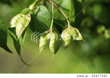 オオイヌノフグリの実と形は似ているが大きさはけた違いに大きいミツバウツギの実 93877384