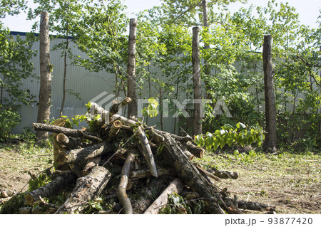 pruning trees. Slaughter of a poplar. Seasonal pruning of trees in the city park service. pruning trees. Slaughter of a poplar. Seasonal pruning of trees in the city park service. 93877420