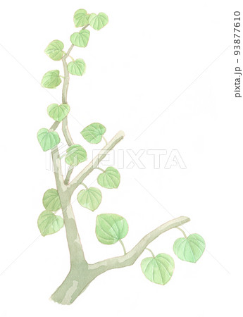 水彩画:植物 水彩画:植物 93877610