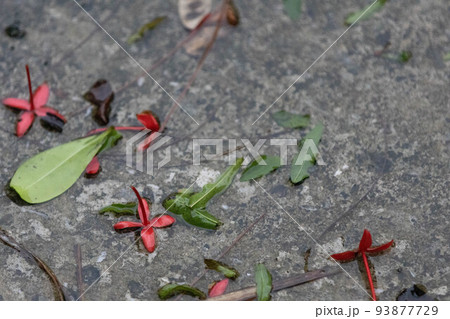沖縄台風の後 93877729