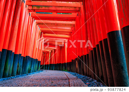 京都　伏見区　伏見稲荷大社　千本鳥居 93877824