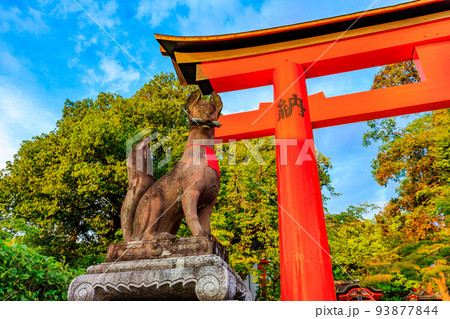 京都　伏見区　伏見稲荷大社　参道の鳥居と狛狐 93877844